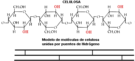 celulosa estructura moleculas celulosa estructura moleculas